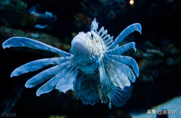 這些魚你認識幾種