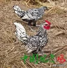 比孔雀還漂亮的雞！大開眼界