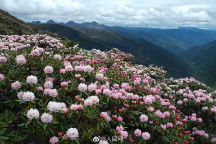 從獵人到滇金絲猴守護者 從獵人到滇金絲猴守護者
