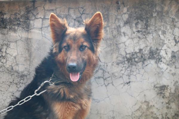 世界上最聰明的十類狗狗（二）