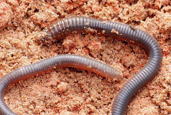 秋天別把黃鱔當魚看,偶爾換換口味,把釣黃鱔的技巧送給大家 秋天別把黃鱔當魚看,偶爾換換口味,把釣黃鱔的技巧送給大家