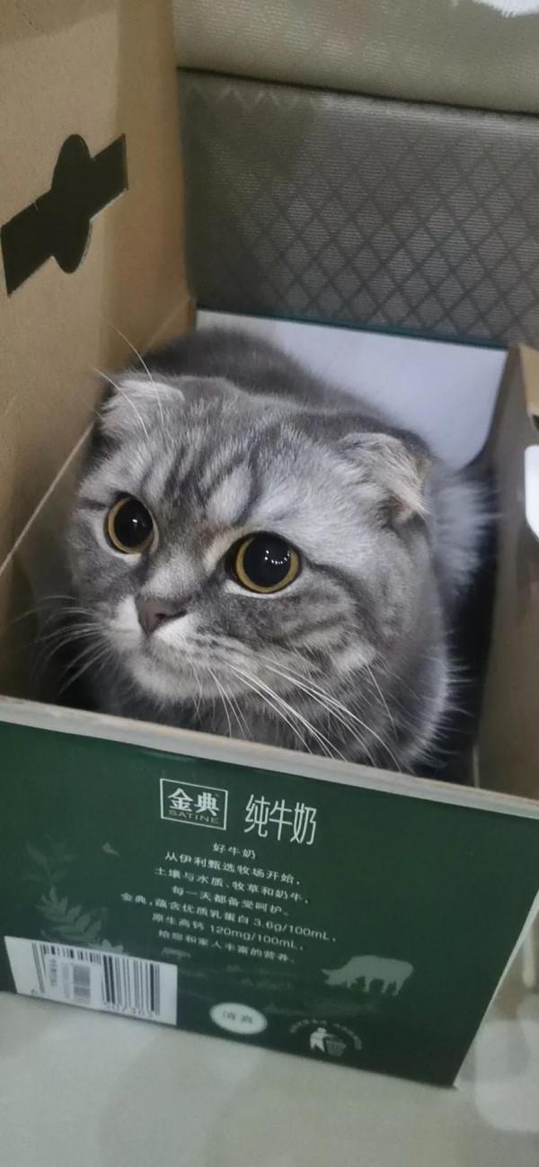 治癒貓咪！萌寵#