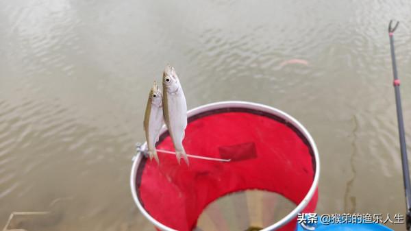 最煩人的四種小雜魚，武力值爆表，是釣魚人最大的敵人