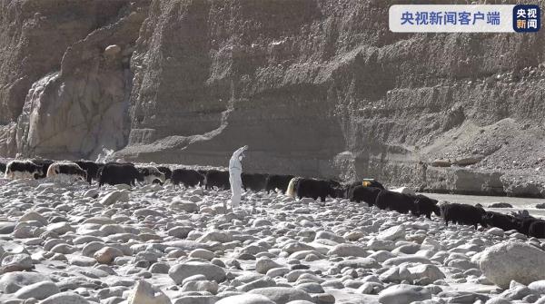 巴基斯坦犛牛轉場借道我國 我國邊防官兵這樣做 巴基斯坦犛牛轉場借道我國 我國邊防官兵這樣做