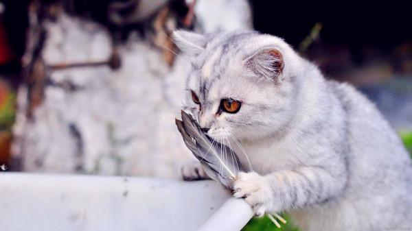 就不知道“後悔”二字怎麼寫,做了決定就“一條路走到黑”的星座 就不知道“後悔”二字怎麼寫,做了決定就“一條路走到黑”的星座