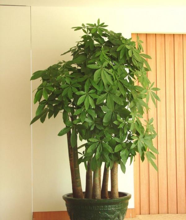 “懶人”就養這10種花,一個月不澆水也死不了,盆土越幹越易開花 “懶人”就養這10種花,一個月不澆水也死不了,盆土越幹越易開花