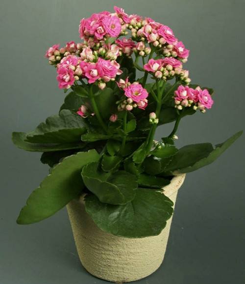 3種多肉喜歡住“小家”，“喝水”不多，長得賊好