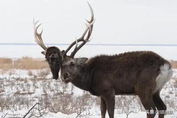 21張活久未見的罕見照片，大自然有時很殘酷，網友直呼長見識了