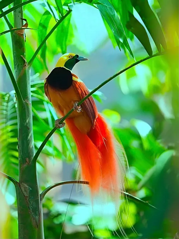 珍稀鳥兒60種，喜歡的來看了