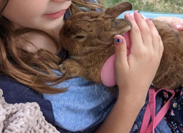 15只以上的寵物向人類表達了所有的愛 15只以上的寵物向人類表達了所有的愛