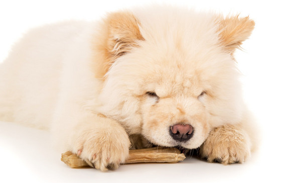 養鬆獅犬,勸你不要做這些蠢事 養鬆獅犬,勸你不要做這些蠢事