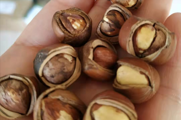 原產於我國的榛子，已有3000多年曆史，為什麼淪為了冷門堅果？