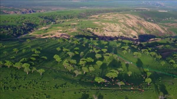 萬人說新疆丨額敏縣野果林：草綠花燦 美景如畫