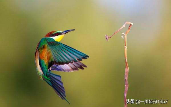 蜂鳥,大自然的精靈 蜂鳥,大自然的精靈