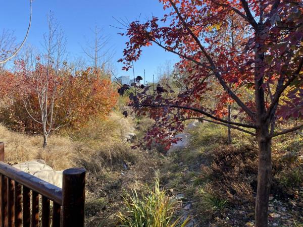 身邊的“豐”景 | 蓮花池公園重重落葉黃