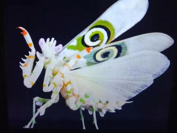 友，青悅帶你去看小可愛呦