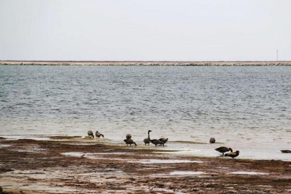 西臺吉乃爾雙色鴨湖（鳥類天堂）