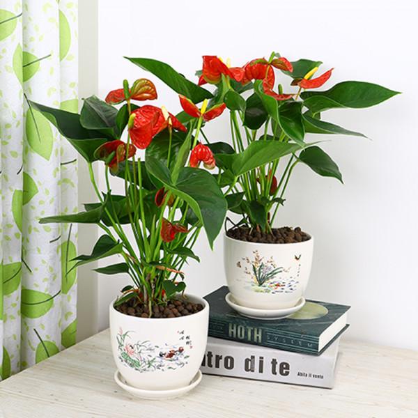 人養花,花亦養人!10種小盆栽,晚上不爭氧,適合養臥室 人養花,花亦養人!10種小盆栽,晚上不爭氧,適合養臥室