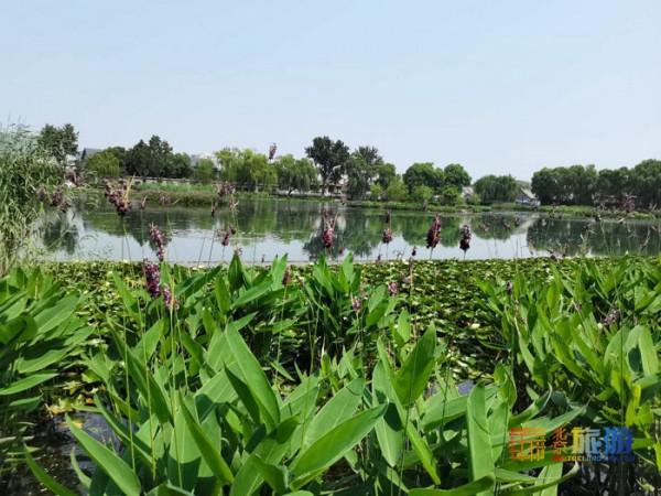 北京城中心的溼地公園，在這裡觸控老北京的脈搏，值得一去再去！