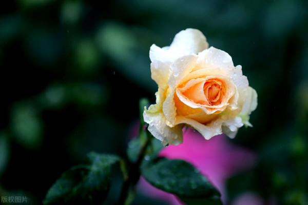 提醒：秋天很容易變成“白粉妹”的4種花，早預防早受益