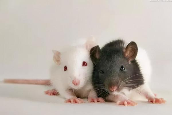 1967年,一男子帶2只老鼠出境因太可疑被捕,後來怎麼樣了? 1967年,一男子帶2只老鼠出境因太可疑被捕,後來怎麼樣了?