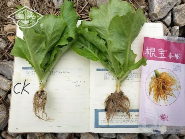 生菜配肥調,長得就是好 生菜配肥調,長得就是好