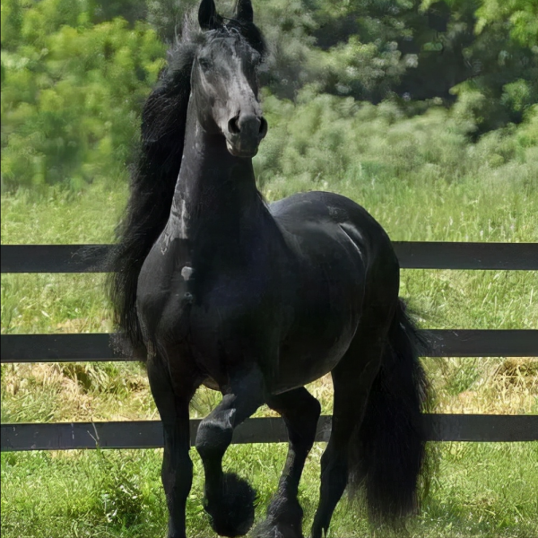 世界上比較珍貴的馬品種