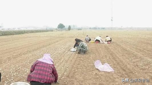 秋季如何種植大蒜，才能安全越冬