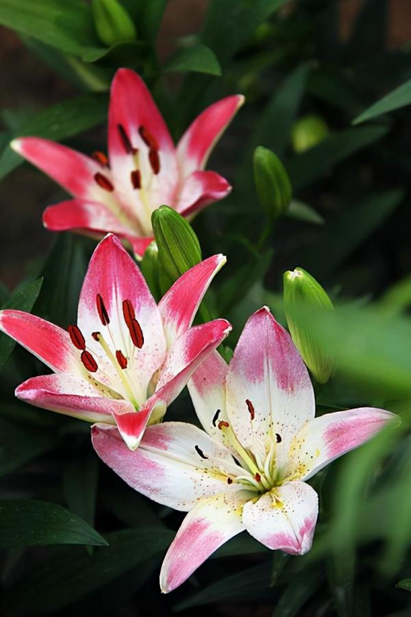 亞洲百合越養崽越多，越養開花越好，也許這就是種百合的樂趣吧