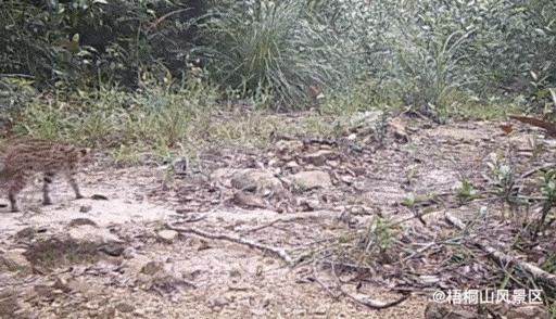 猛獸危險!“石虎”現身廣東,外貌像極家貓,常被人誤當貓咪飼養 猛獸危險!“石虎”現身廣東,外貌像極家貓,常被人誤當貓咪飼養