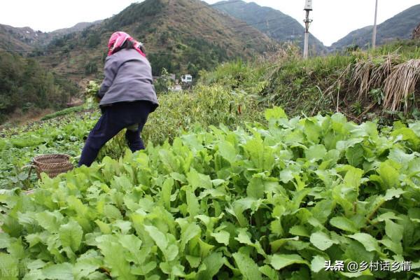 家裡留下來的種菜方法，啥化肥也不用施，蔬菜高產還好吃