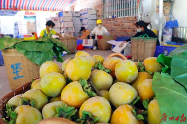 豐收九月，廣州從化瓜果飄香