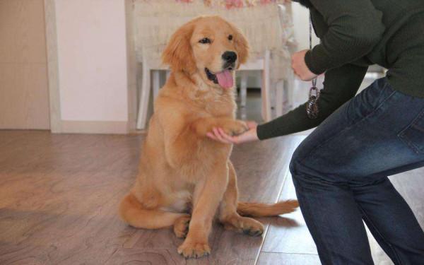 狗界最“通人性”的3種狗,你對它好,它會守護你一輩子 狗界最“通人性”的3種狗,你對它好,它會守護你一輩子