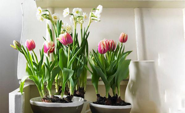 4種極具“高階感”的花，造型優雅上檔次，養在客廳特別有面子