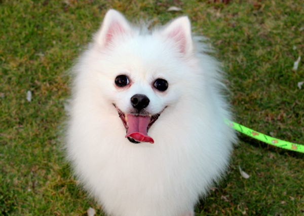 想確定博美是不是純種，要從這些方面出發，達不到標準就是串串狗