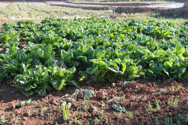 霜降時節,有四種耐寒菜可種,抓住了秋尾巴,一冬都有新鮮蔬菜吃 霜降時節,有四種耐寒菜可種,抓住了秋尾巴,一冬都有新鮮蔬菜吃