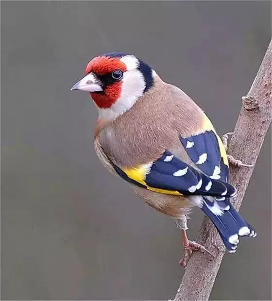 分享&mdash;&mdash;天生麗質的鳥兒