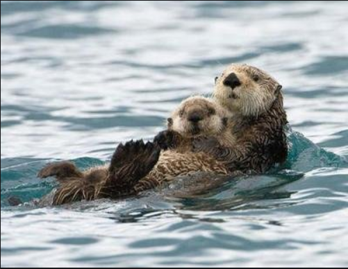 最偉大的動物媽媽