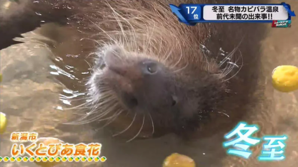 堅持不想泡澡的水豚｜日本冬至泡柚子湯傳統 遊客等了一個多小時