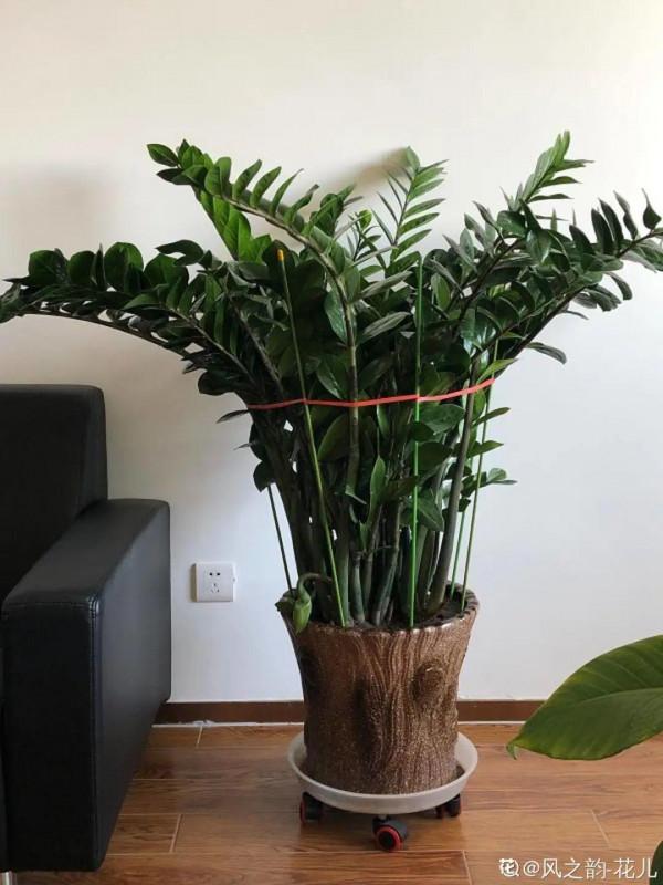 9種花，就怕曬太陽，陰涼地反而長得旺