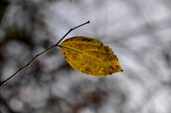 小詩三首：最後一片葉子