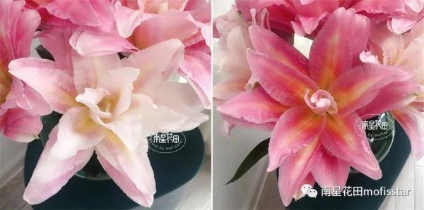 伊蒂莎重瓣百合 · 藥草甜香 伊蒂莎重瓣百合 · 藥草甜香