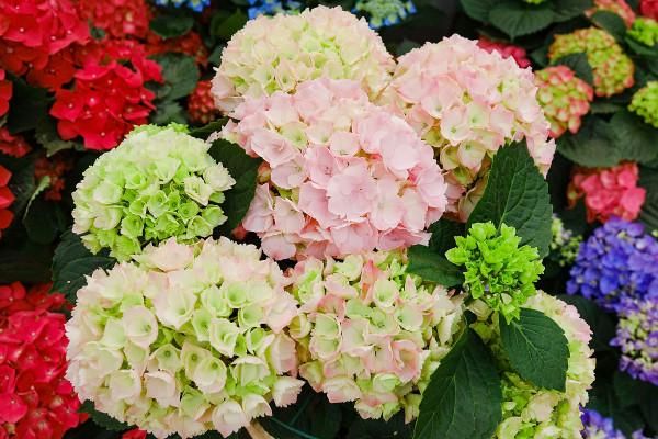 繡球花開花過後，做好4點，來年又會開成大花球