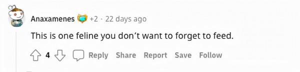 俄羅斯貓咪不到2歲體重卻有24斤，還會繼續長！真&quot&semi;溫柔巨人&quot&semi;