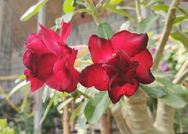 秋天家庭養花,盆栽這3樣,小盆長得好,種大盆裡反而更易爛根 秋天家庭養花,盆栽這3樣,小盆長得好,種大盆裡反而更易爛根