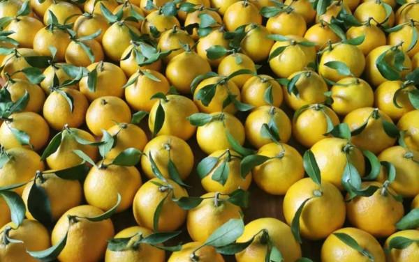 中央植物工廠連鎖模式-柑桔標準化育苗種植的踐行者(1) 中央植物工廠連鎖模式-柑桔標準化育苗種植的踐行者(1)