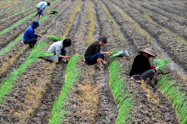 栽蔥用什麼底肥好？不能用哪些肥料？