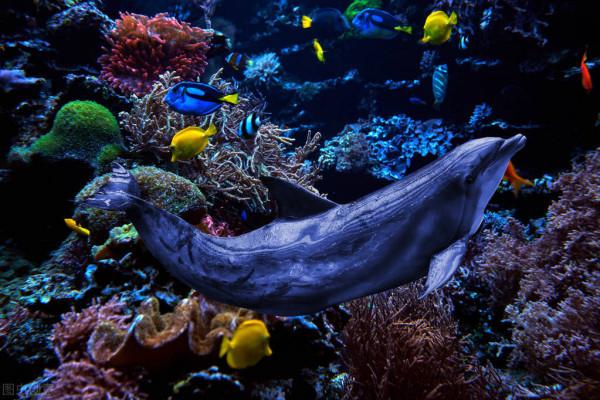 大自然之美——海底之豔 大自然之美——海底之豔