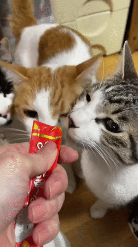 一個人和六隻貓守著一座寺院,吃飯被一群貓環繞會是怎樣的體驗? 一個人和六隻貓守著一座寺院,吃飯被一群貓環繞會是怎樣的體驗?