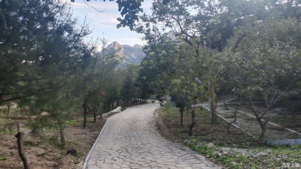 五百年盤龍古松.與秦Plus Dmi探訪千年幽幽古剎！